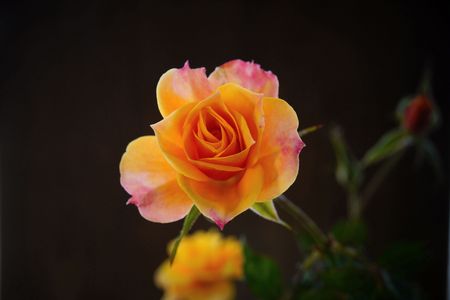 遅咲きのオレンジが告げる秋の終わり！