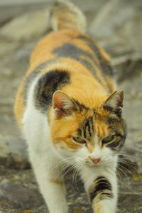 野良猫さんの全力のあくび