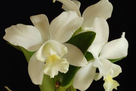 ミディーカトレア・9/18