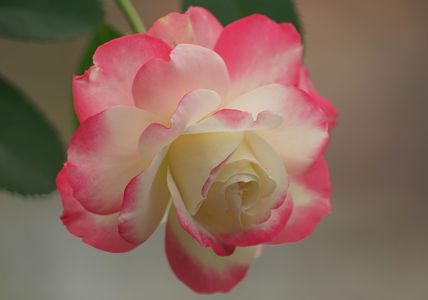  プリンス ドゥ モナコ