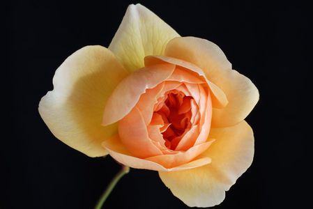 今日の一枚・イングリッシュローズ（ポート・サンライト）・12/2