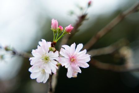 十月桜
