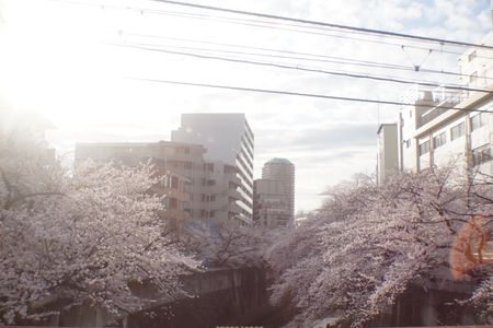 朝陽を浴びて