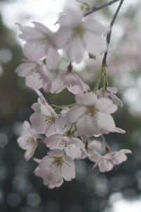 神代桜