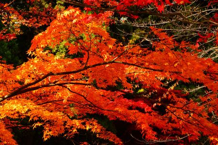 弘前城　菊と紅葉まつり