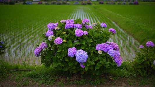 田圃に紫陽花