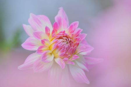 ～ふんわりとダリアの花が咲く～