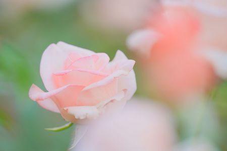 秋薔薇の季節！