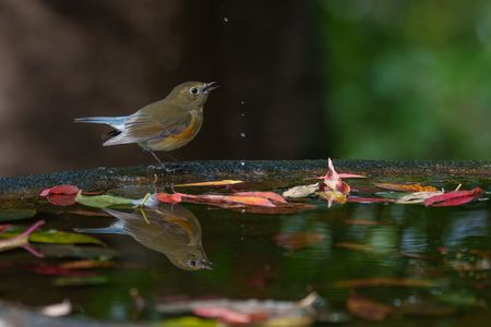 水飲み場のルリビタキさん！