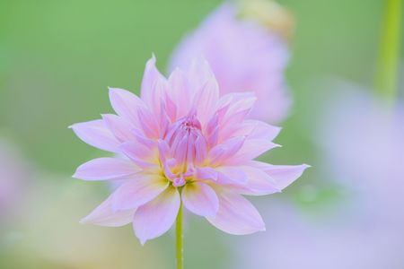 ～秋に咲く、四季彩の花！～