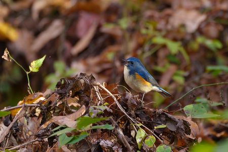 ～初撮り、冬の青い鳥さん！～
