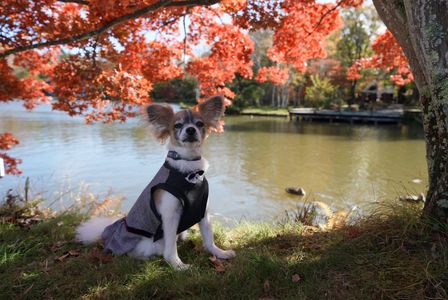 軽井沢の紅葉2025