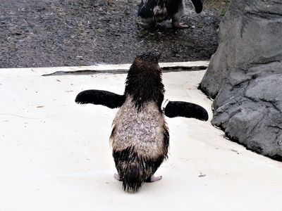 赤ちゃんじゃないよ！妖精ペンギンだよ！