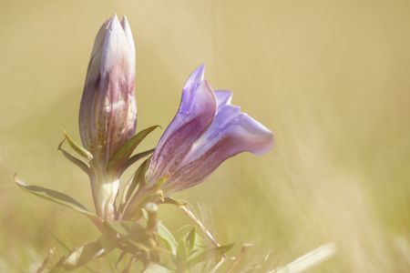 野生馬と花と