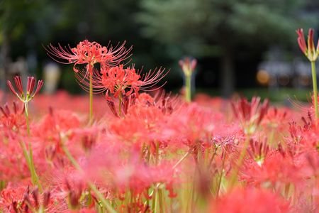 Red Spider Lily 2025