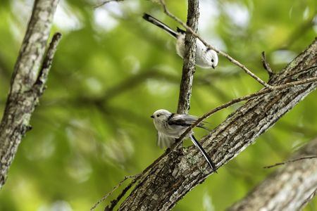 シマエナガの季節到来。