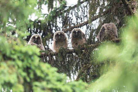 ちびっこガーディアンズ