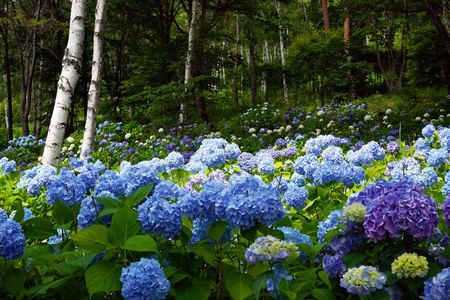 白樺林の紫陽花