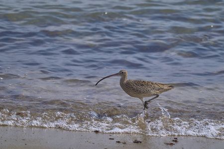 #ホウロクシギ#