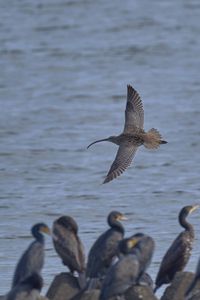 #ホウロクシギ#