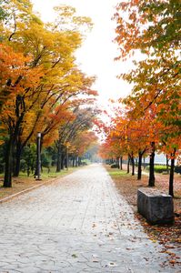 大阪城の紅葉はきれいでした。