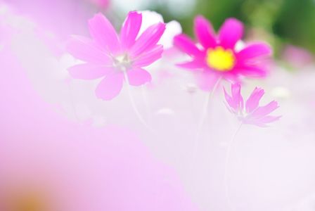 コスモス in 滝野すずらん公園