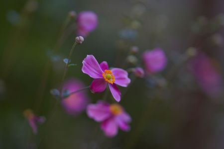 我がお庭。。。この秋