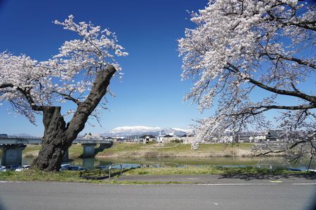 ””　一目千本桜　””　時季外れで、ごめんなさい！　しかも、2019年ものです。