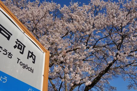 JR戸河内駅跡のエドヒガン桜