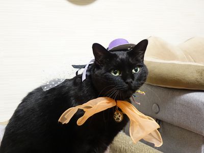 3にゃんとも元気です!! 久々の撮影会です