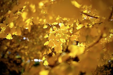 黄金色に輝く