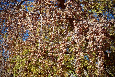 鈴なりの銀杏の実