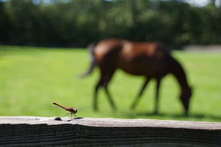 蜻蛉と馬