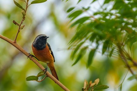 ジョウビタキ飛来
