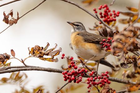 かわいいマミチャジナイ