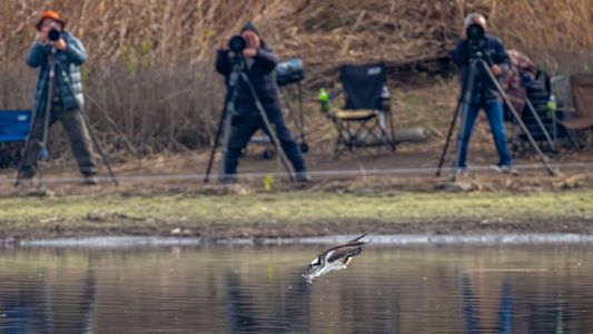 ミサゴとカメラマン