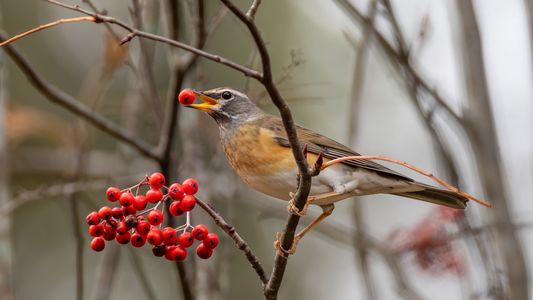 よりどりみどり