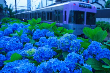 井の頭線と紫陽花