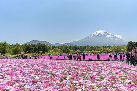 ピンクの絨毯と富士山