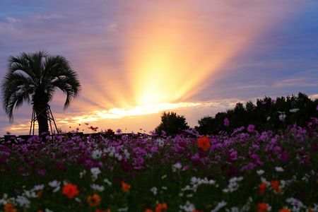 元気な光芒と、コスモス♪