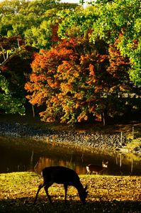 奈良の秋　紅葉間近