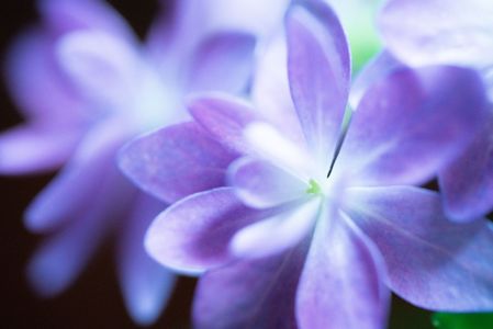 紫陽花macro
