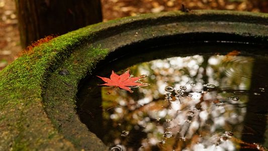 Leaf on water