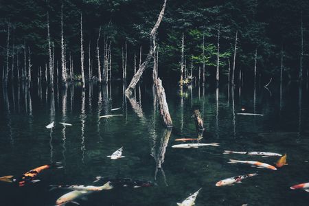 深緑湖面と尖枯木
