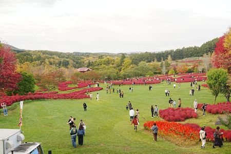 真っ赤なコキアを求めて