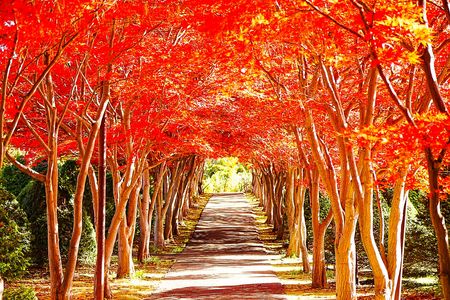 平岡樹芸センターの紅葉2025
