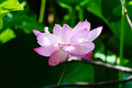 夏の上野公園