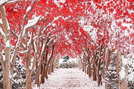 平岡樹芸センターの紅葉2025　その2