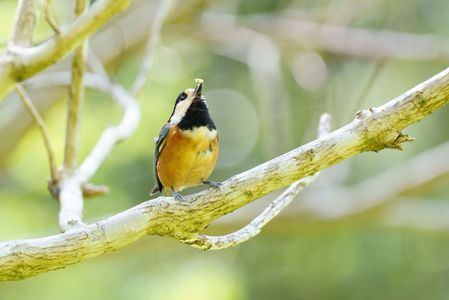 ヤマガラさん