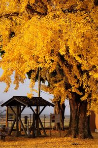 黄金色に染まる